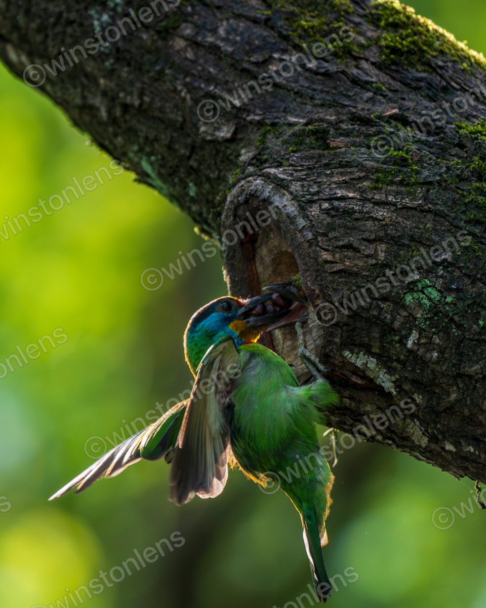 Photo from Taiwan barbet