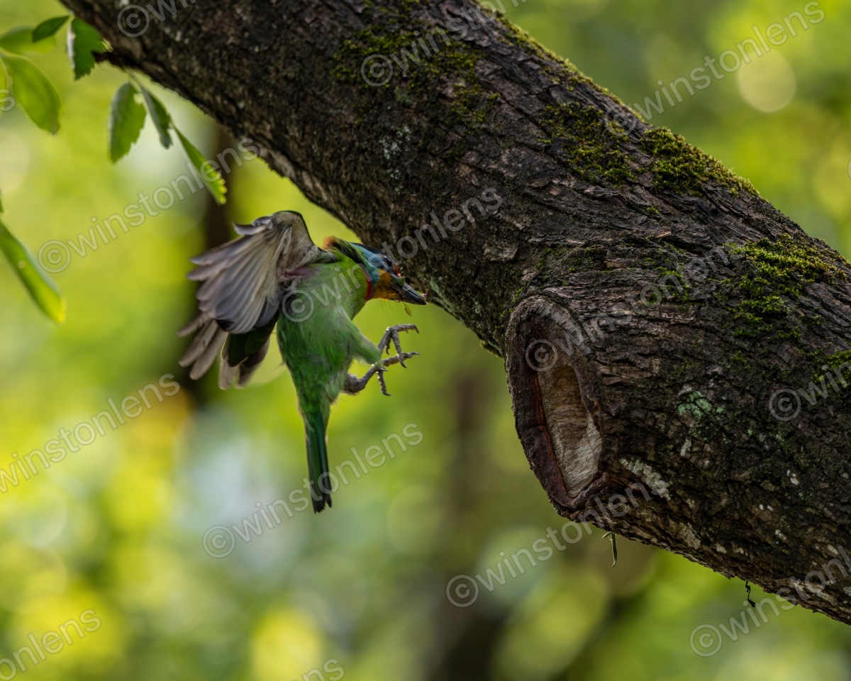 Photo from Taiwan barbet