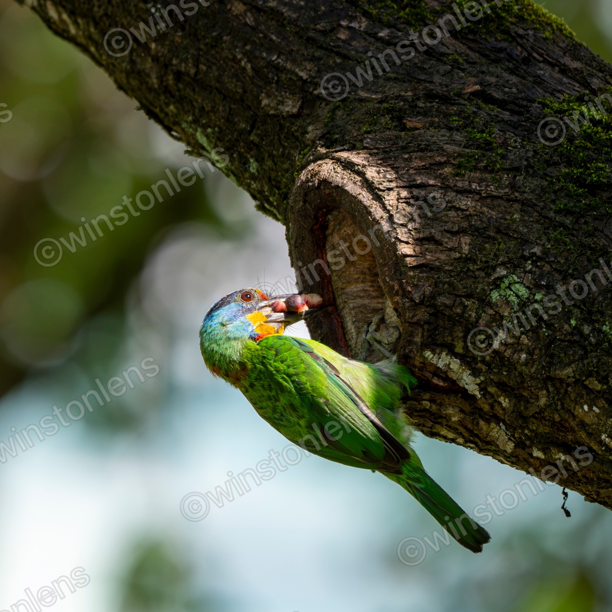 Photo from Taiwan barbet