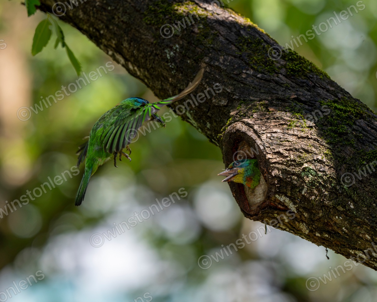 Photo from Taiwan barbet