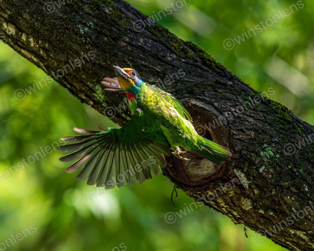 Photo from Taiwan barbet