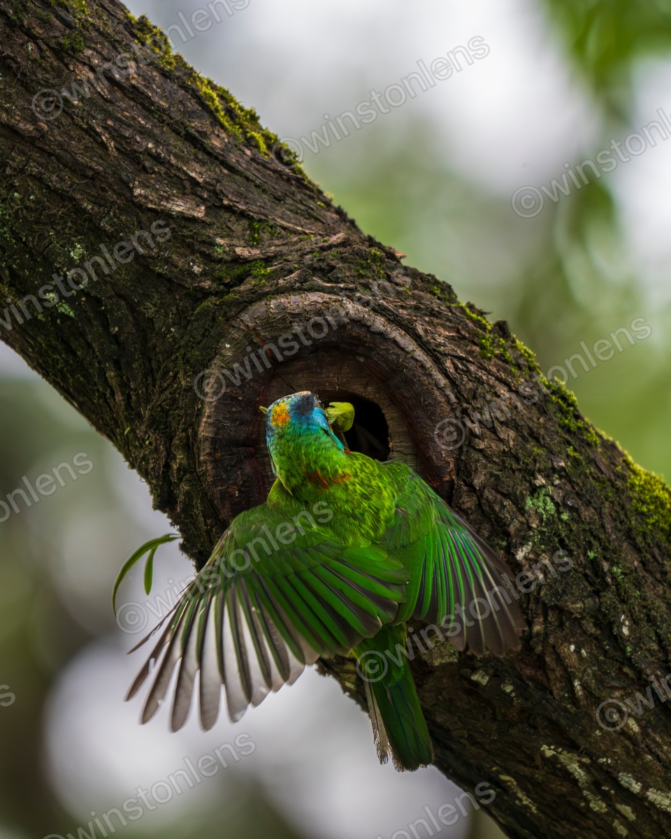 Photo from Taiwan barbet