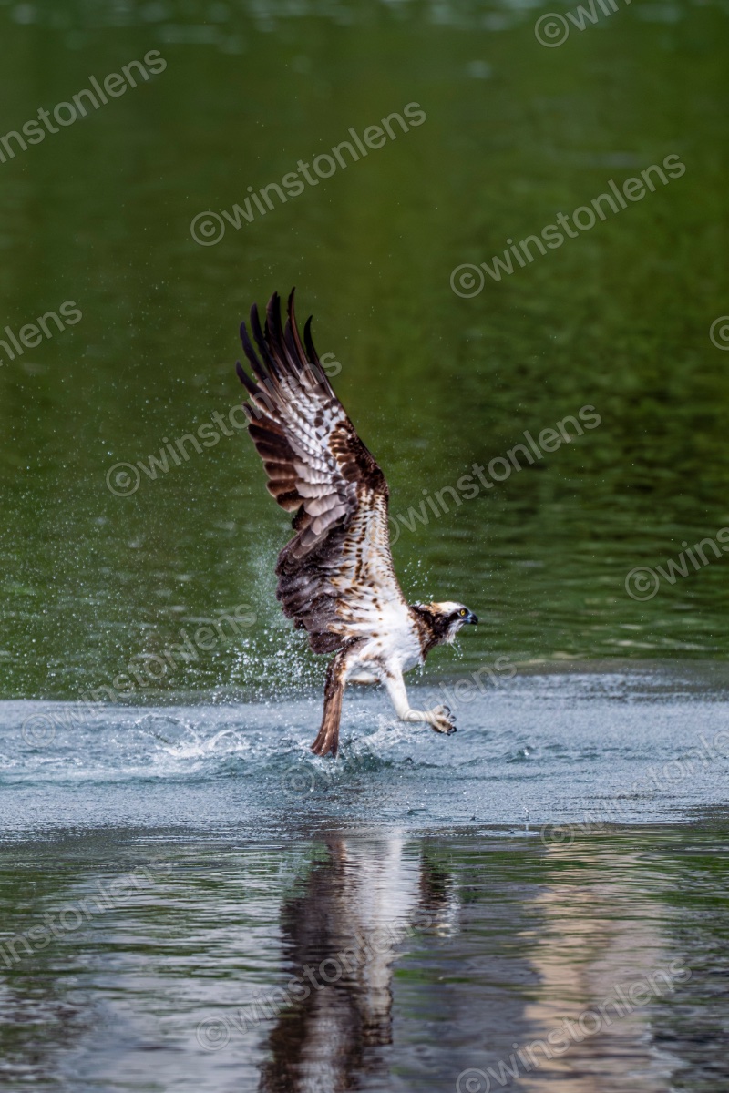Photo from Osprey
