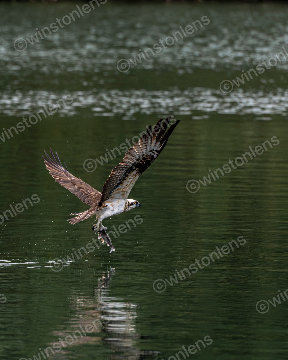 Photo from Osprey